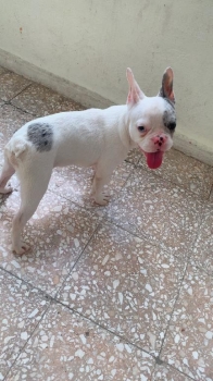 Oferta cachorro bulldog frances macho en santo domingo y vacuna al dia