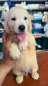 Oferta cachorro golden retriever ambos sexo en santo domingo vacunado