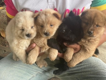 Chow chow ambos sexos