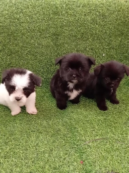 Oferta cachorro shipoo ambos sexo en santo domingo vacunados