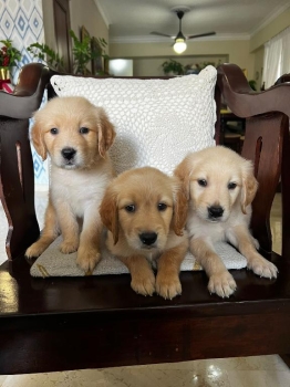 Oferta cachorro golden retriever macho en santo domingo vacunado