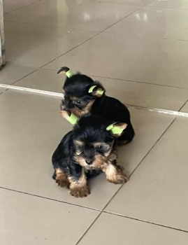 Oferta cachorro yorkie ambos sexo en santo domingo vacuna al dia