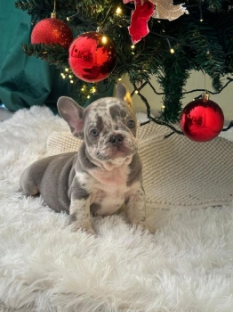 Oferta cachorro bulldog frances hembra con pedigri en santo domingo y