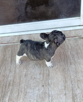 Oferta cachorro bulldog frances macho en santo domingo y vacuna al dia