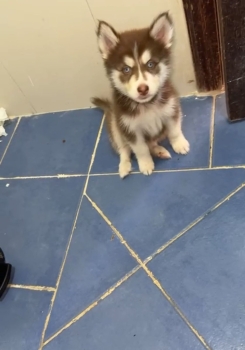 Oferta cachorro husky macho santo domingo y vacunado