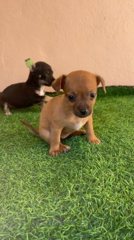 Oferta cachorro chihuahua hembra en santo domingo vacuna al dia