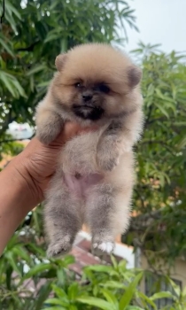 Oferta cachorro pomerania cara de oso macho en santo domingo vacuna al