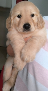Oferta cachorro golden retriever hembra en santo domingo con su vacuna