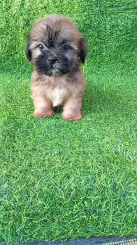 Oferta cachorro shipoo macho en santo domingo y todo al dia