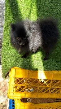 Oferta cachorro pomerania macho de 2 aÑo  en santo domingo con su vacu