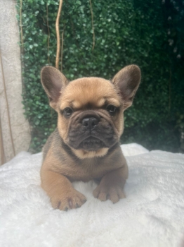 Oferta cachorro bulldog frances macho en santo domingo y vacuna al dia