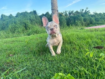 Oferta cachorro bulldog frances macho 5 meses en santo domingo y vacun