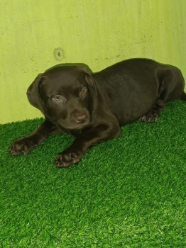 Oferta cachorro pitbull ambos sexo en santo domingo y vacuna