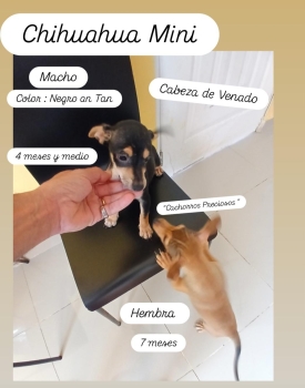 Chihuahua cabeza de venado 1 y 2