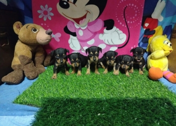 Doberman pinscher ambos sexos