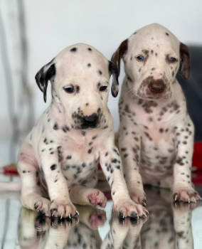 Dalmata ambos sexos
