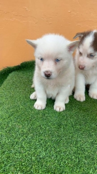 Oferta cachorro husky macho en santo domingo y vacuna al dia