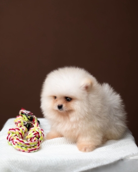 Pomerania mini hembra 100 cara de oso