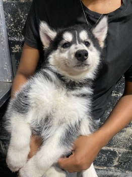 Oferta cachorro husky ambos sexo santo domingo y vacunado