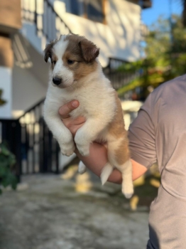 Border collie ambos sexos