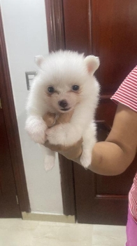 Cachorros pomeranias hembra y macho 809 662 7609