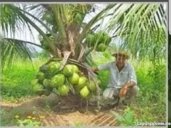 Mata de coco enano en santiago