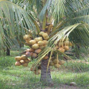Mata de coco enano en santiago