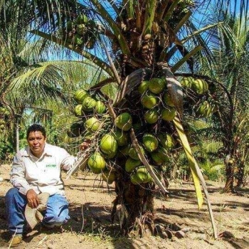 Mata de coco enano en santiago