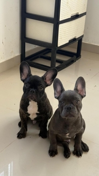 Oferta cachorro bulldog frances macho en santo domingo y vacuna al dia