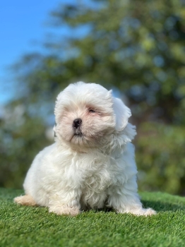Oferta cachorro shih tzu hembra en santo domingo y vacuna al dia