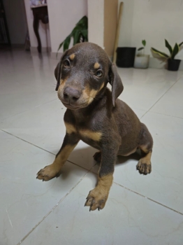 Oferta cachorro doberman ambos sexo en santo domingo vacunados