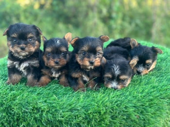 Oferta cachorro yorkie ambos sexo en santo domingo y vacunados