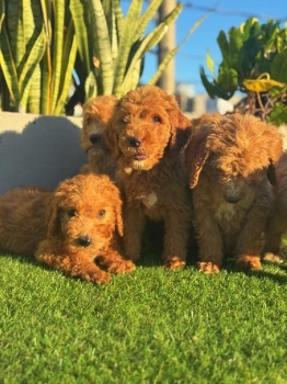 Goldendoodle ambos sexos