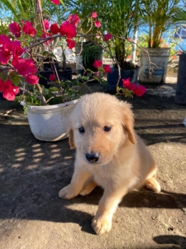 Golden retriever ambos sexos