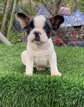 Bulldog francés hembra