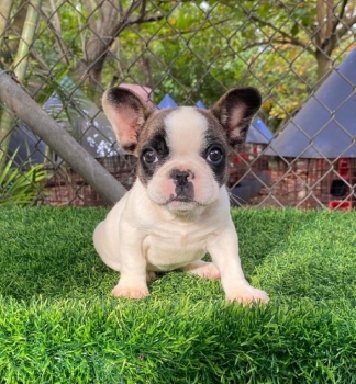 Oferta cachorro bulldog frances hembra en santo domingo y vacunado