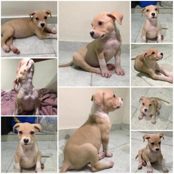 Cachorra - pitbully