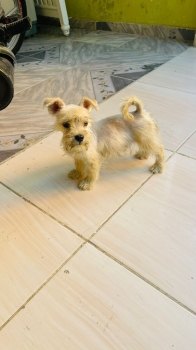 Oferta cachorro schnauzer hembra se entrega con sus vacunas al dia en