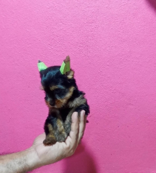 Oferta cachorro yorkie macho en santo domingo vacuna al dia