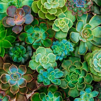 Plantas suculentas en santo domingo dn