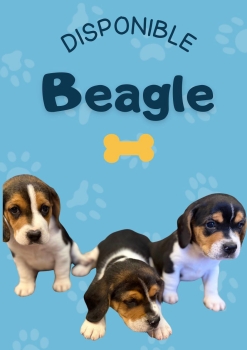 Cachorros beagles disponibles !!!!!!
