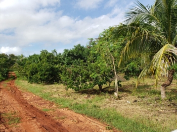 Finca en venta de 38257 metros en hatillo san cristobal