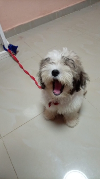 Oferta cachorro shipoo macho en santo domingo y vacuna al dia
