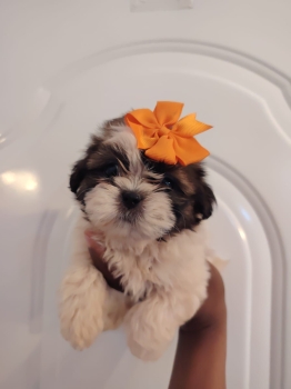 Oferta cachorro shih tzu ambos sexo en santo domingo y vacunados