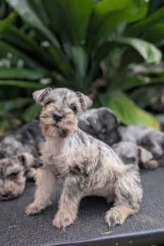 Oferta cachorro schnauzer macho en santo domingo con su vacuna al dia