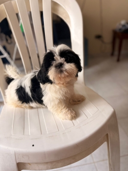 Oferta cachorro shih tzu macho en santo domingo y vacunados
