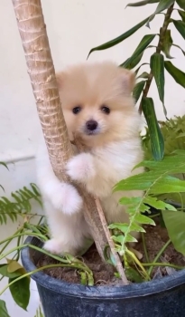 Oferta cachorro pomerania macho en santo domingo y vacunada