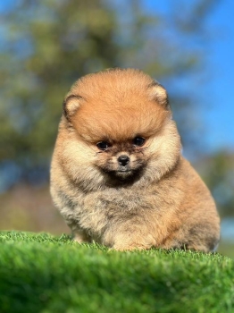 Oferta cachorro pomerania macho cara de oso en santo domingo y vacunad