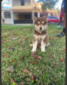 Oferta cachorro husky macho en santo domingo y vacuna al dia