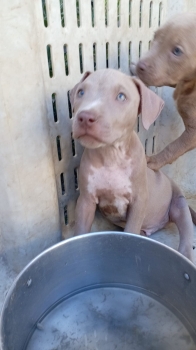 Pitbull ambos sexos